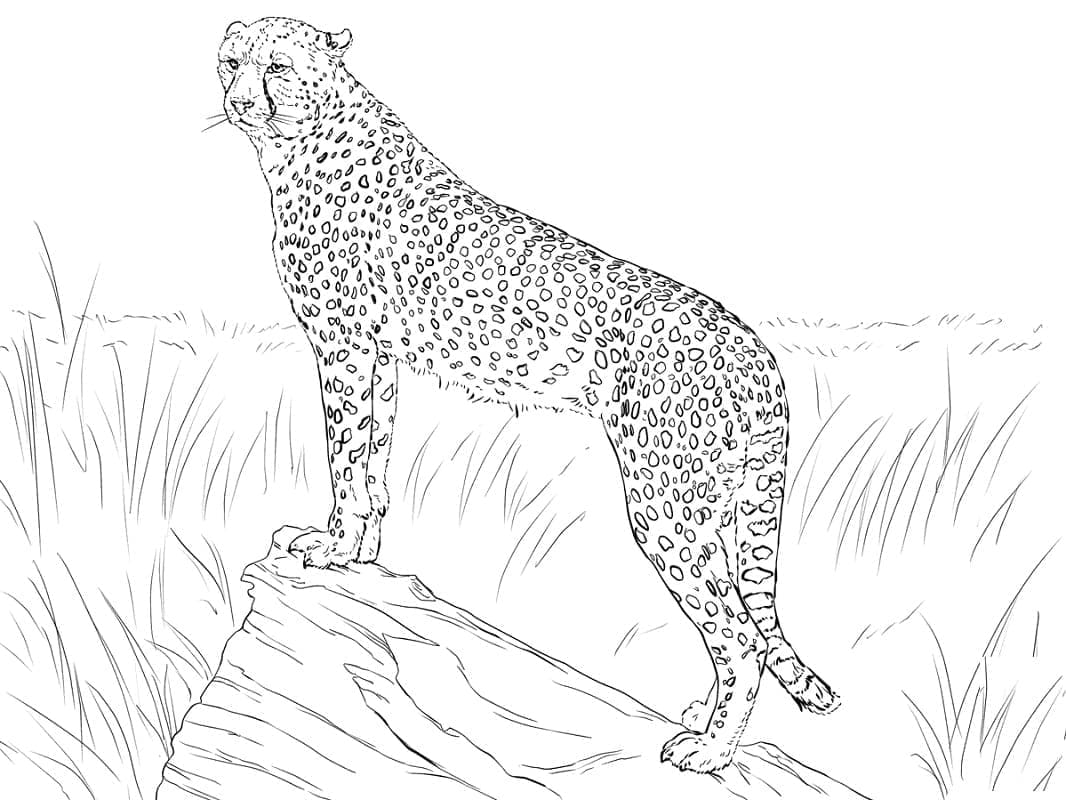 Realistische cheetah