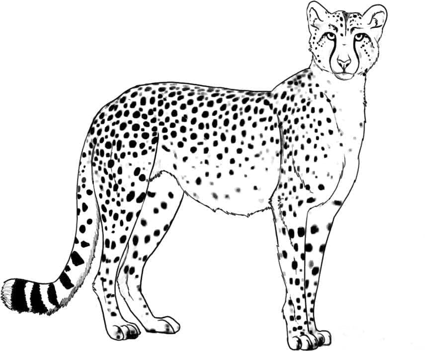 Wilde Cheetah