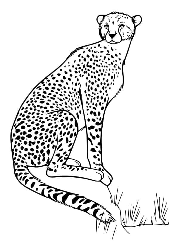 Zittende cheetah