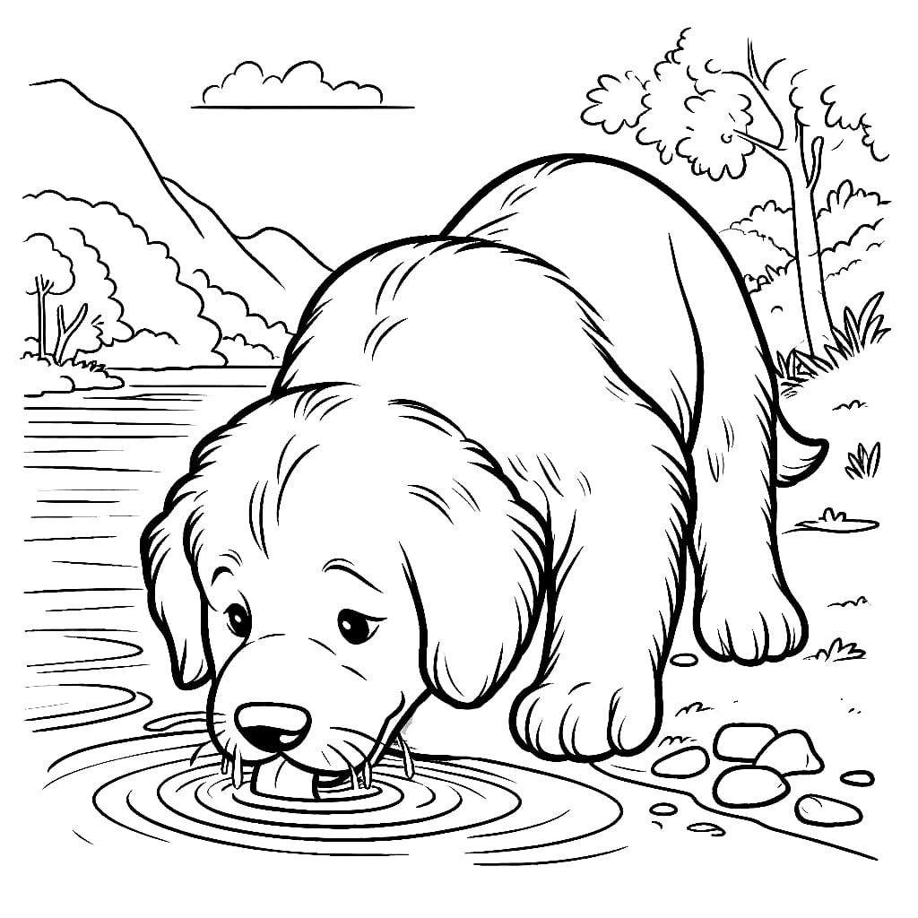 Golden Retriever drinkt water