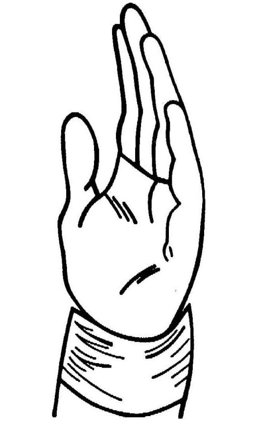 Basis Menselijk Lichaam hand
