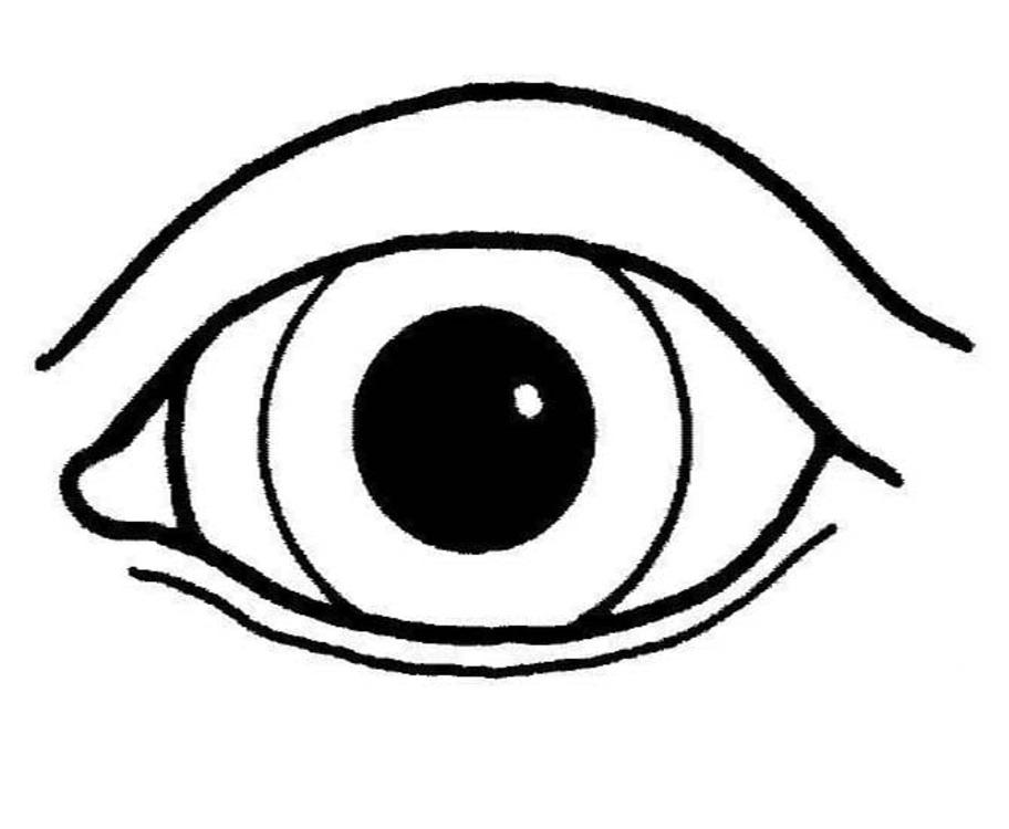 Het Menselijk Lichaam oog