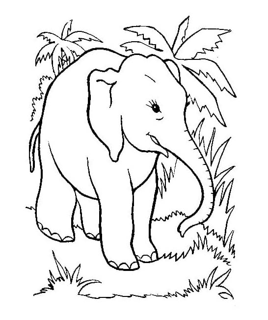 Afbeelding olifant moeilijk