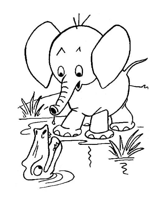 Olifant 4