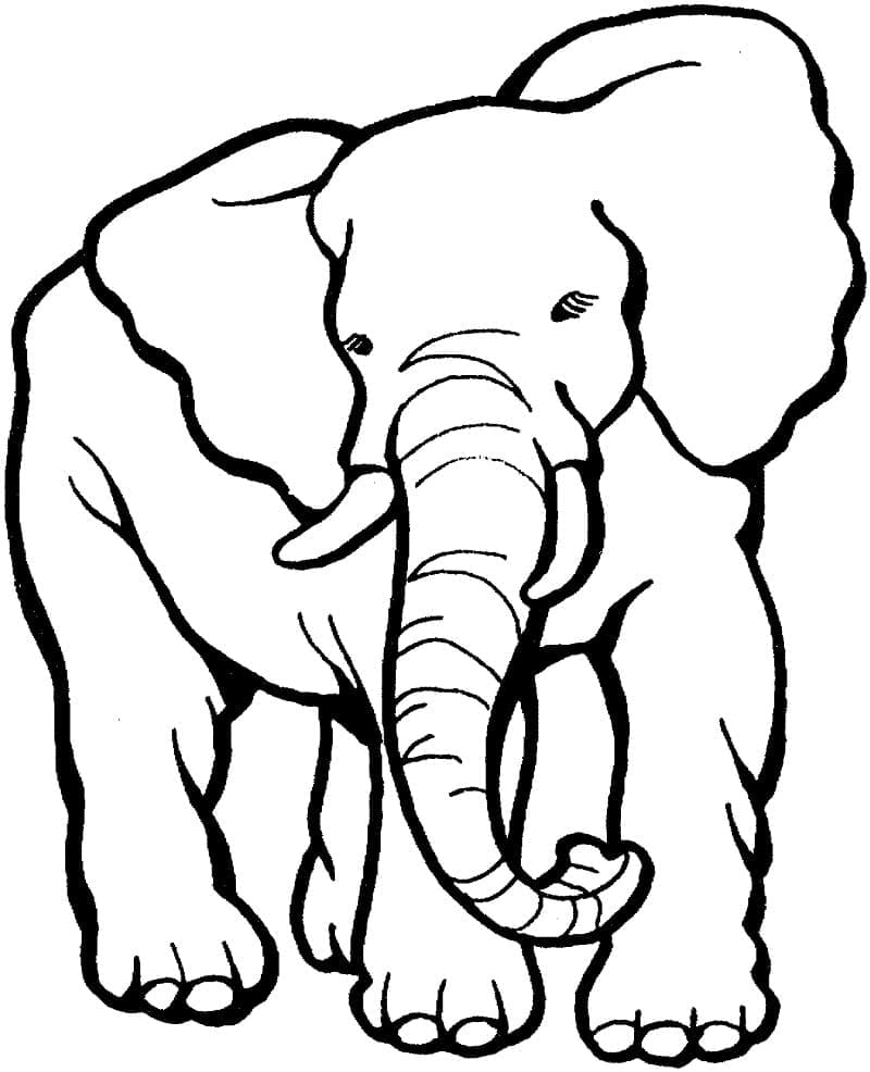 Olifant moeilijk
