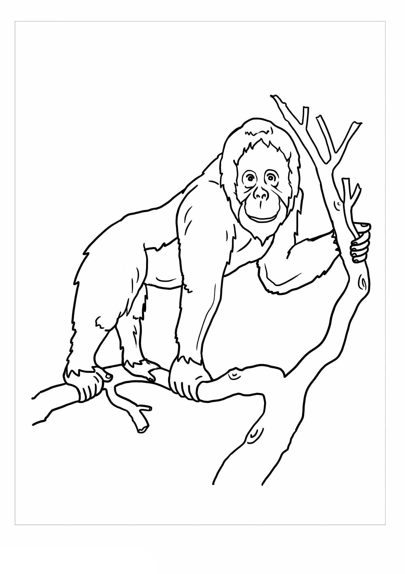 Orang-oetans gratis printbaar