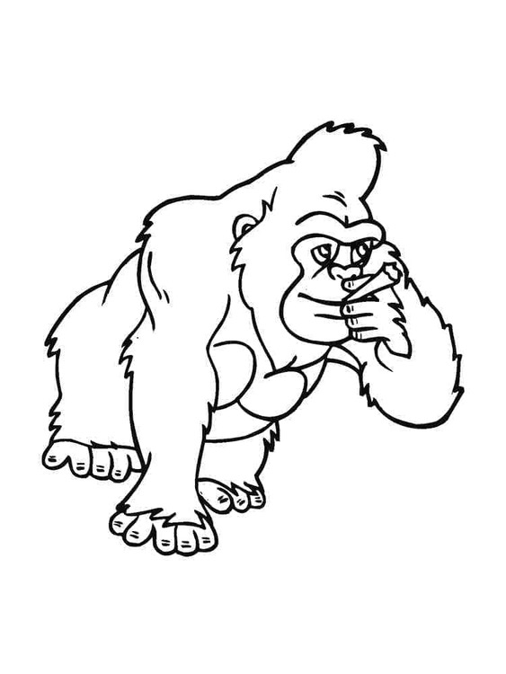 Bokito 6
