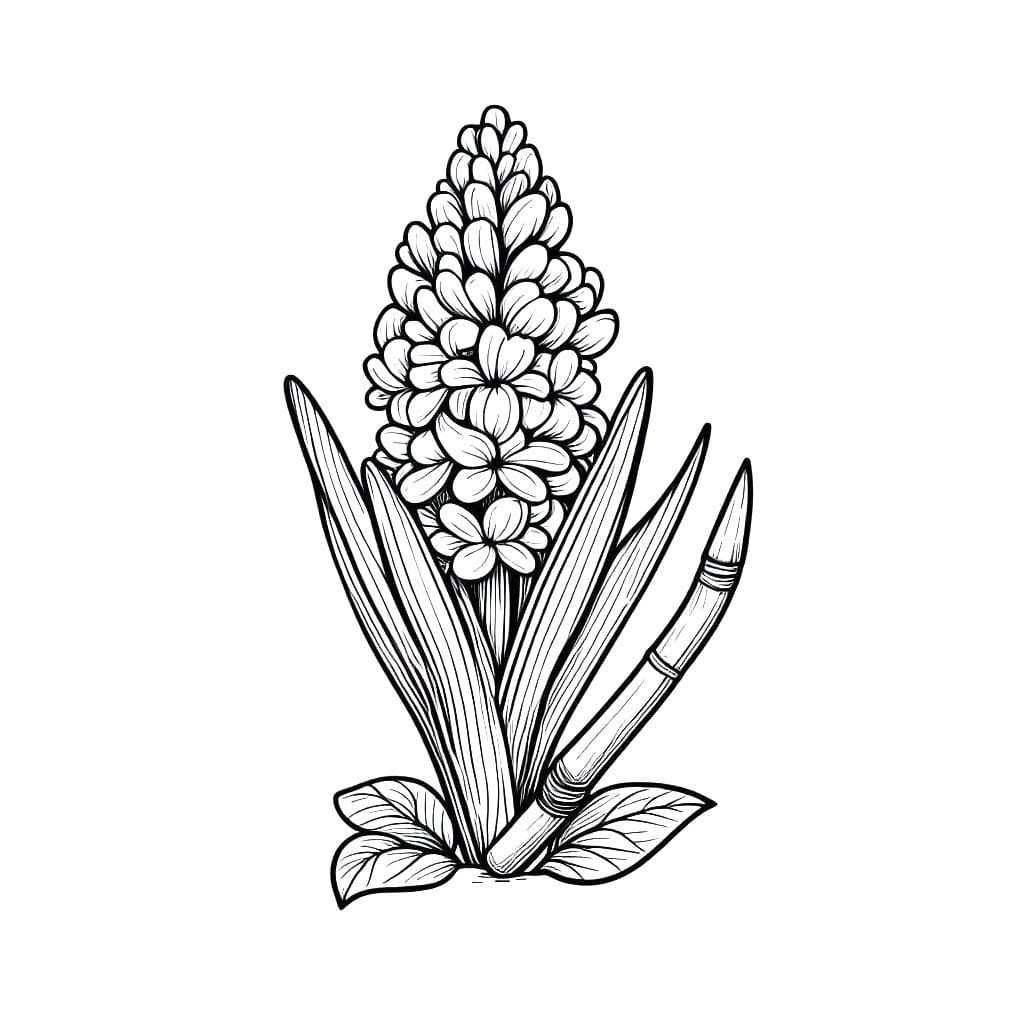 Hyacinth afdrukbaar