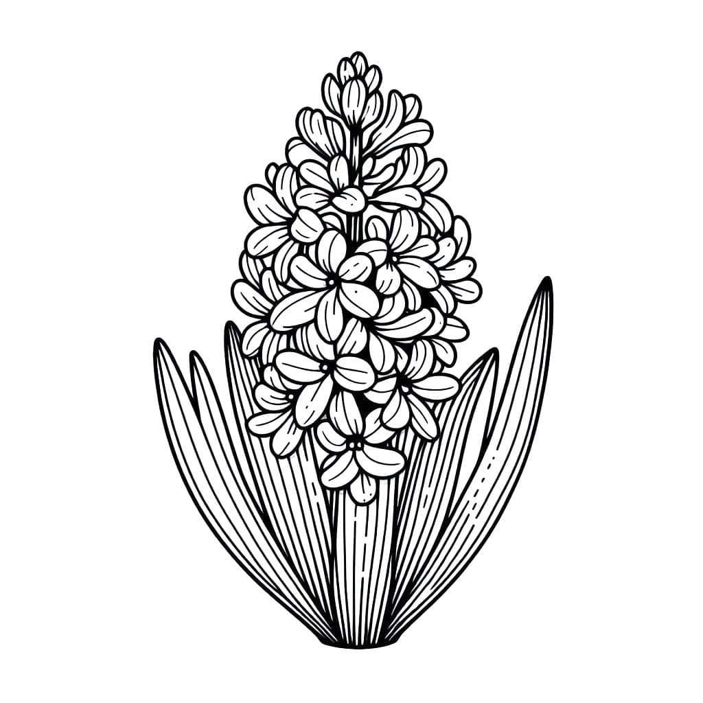 Hyacinth afdrukbare eenvoudig