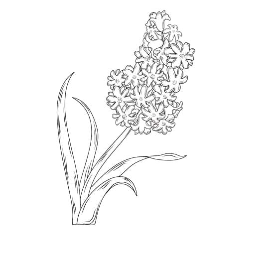 Hyacinth afdrukbare simpel