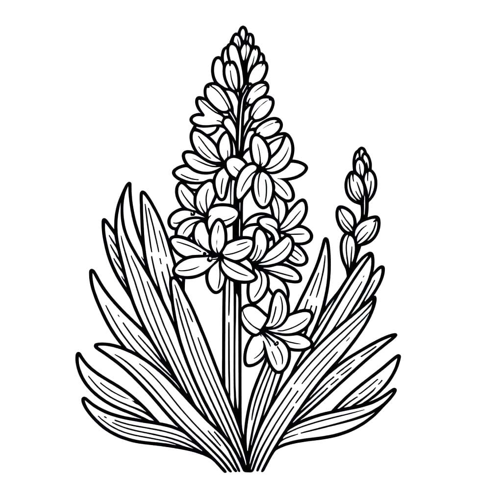 Hyacinth gratis basis