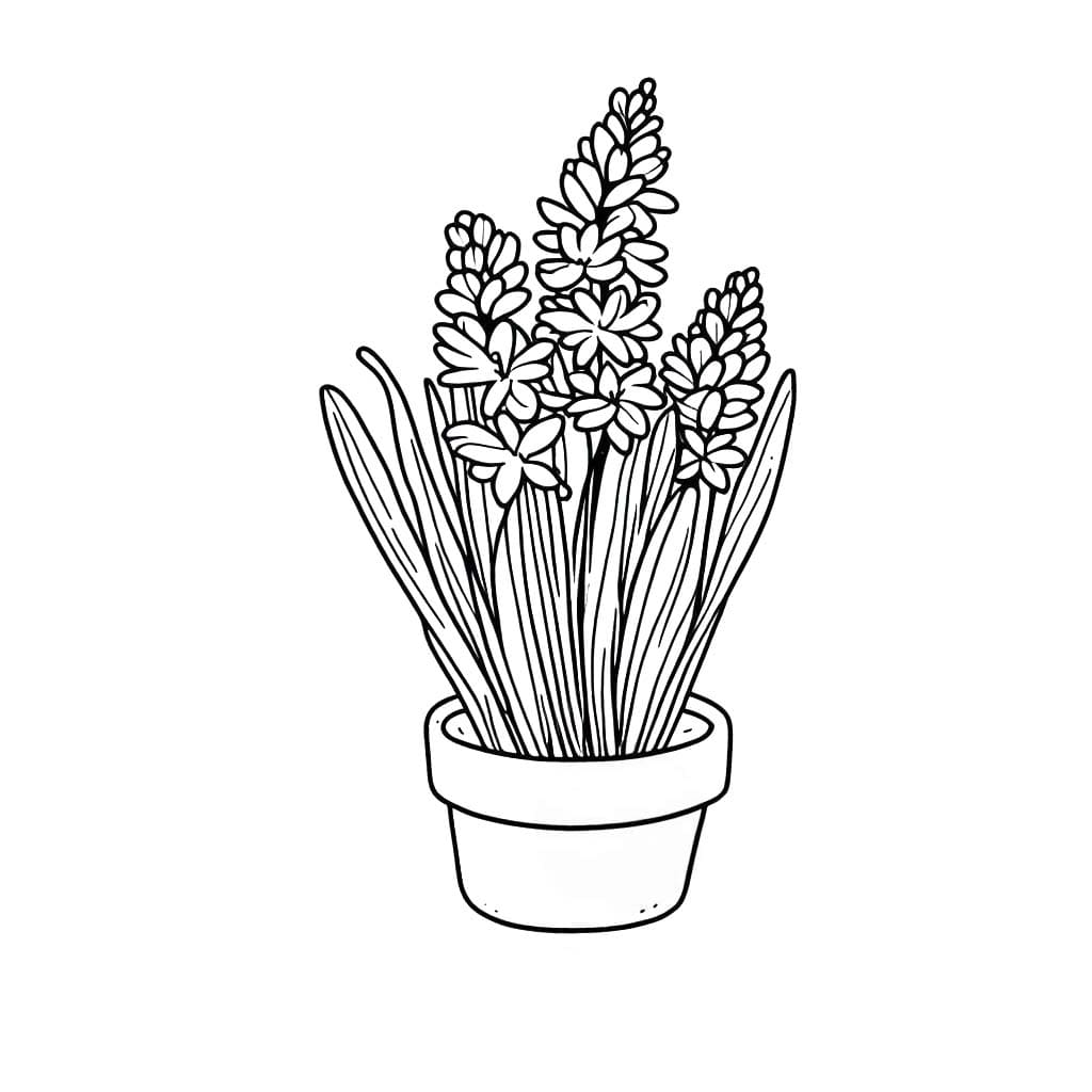 Hyacinth gratis eenvoudig