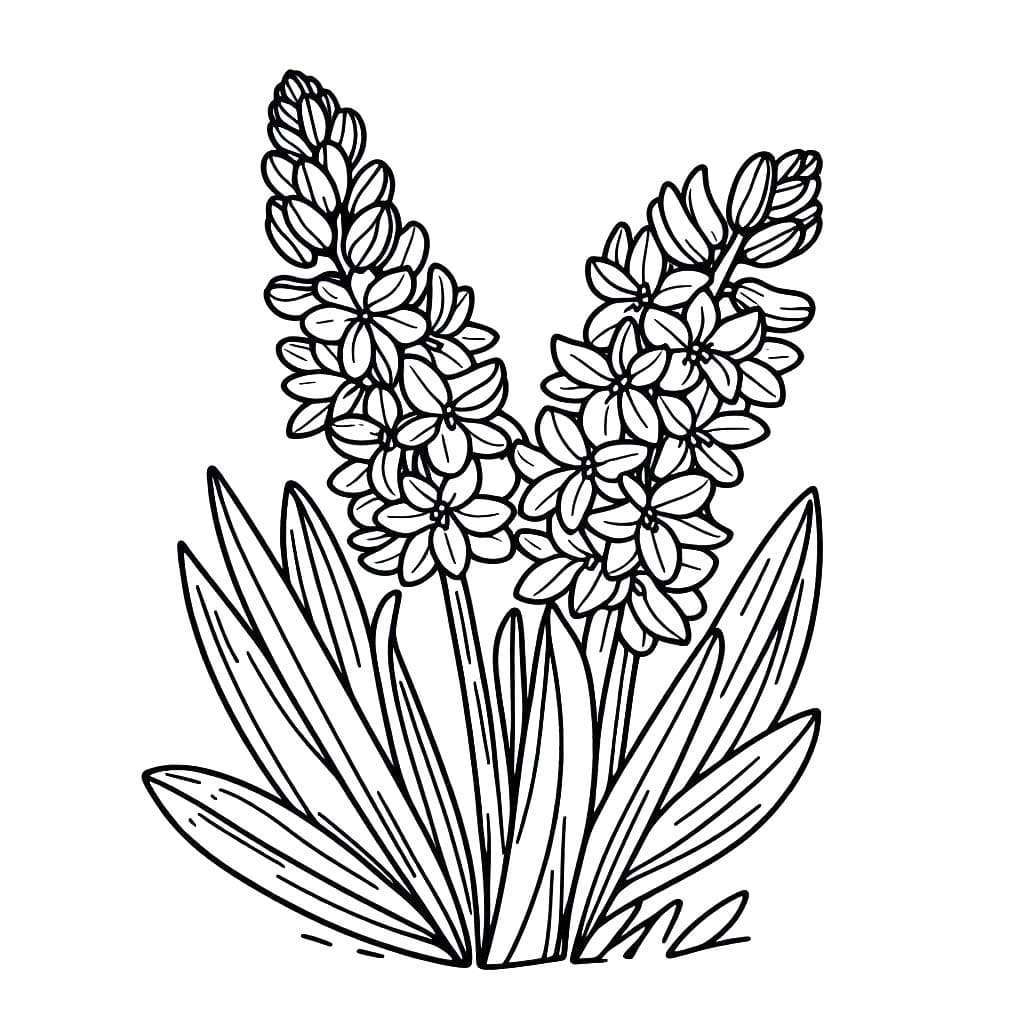 Hyacinth gratis