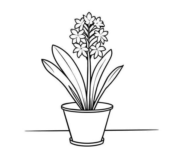 Hyacinth gratis simpel