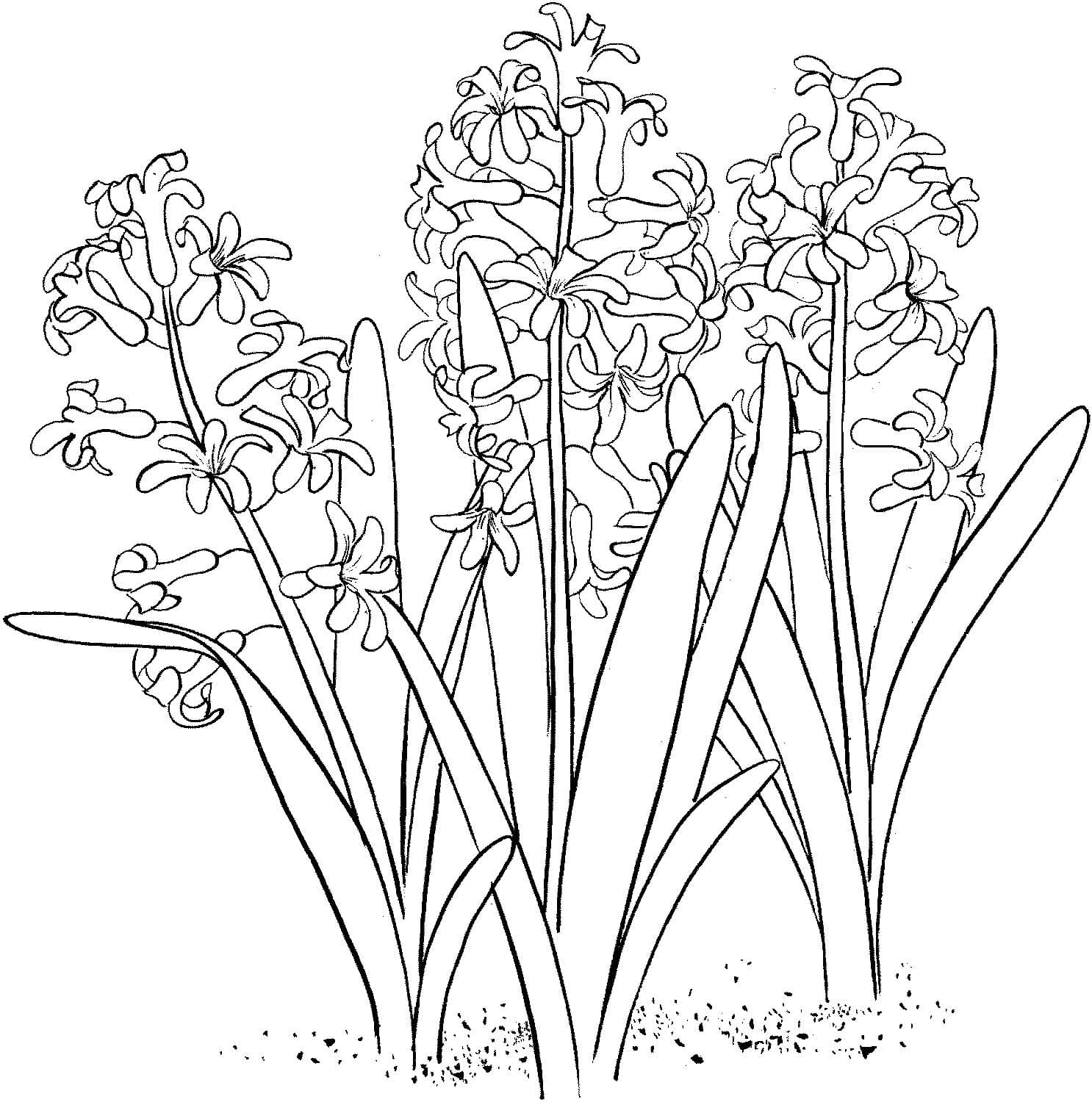 Hyacinth