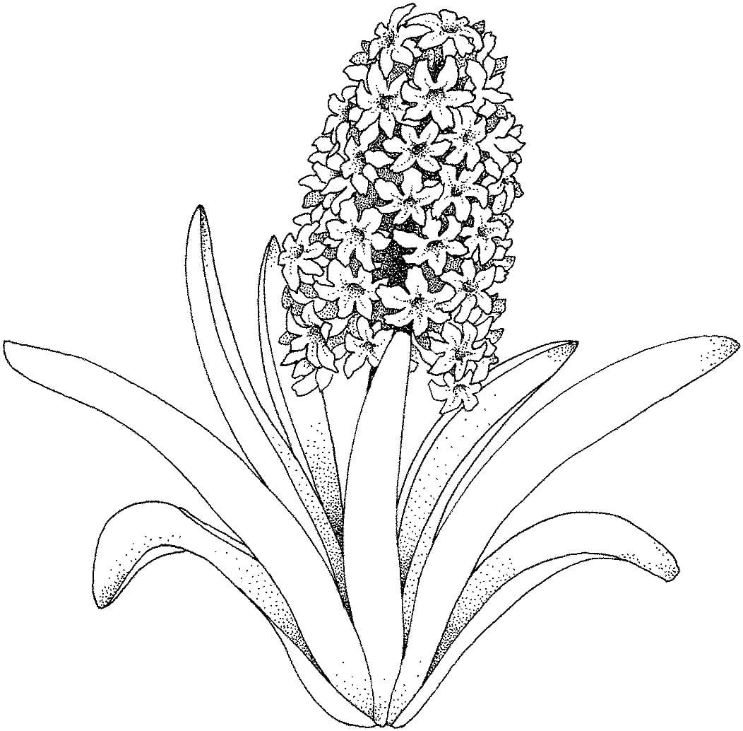 Tekenen Hyacinth 2