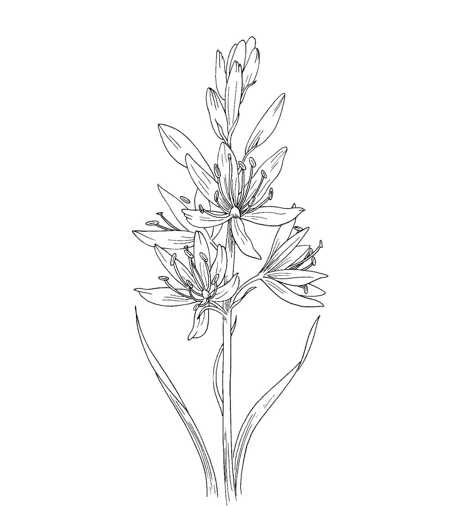 Tekenen Hyacinth 3