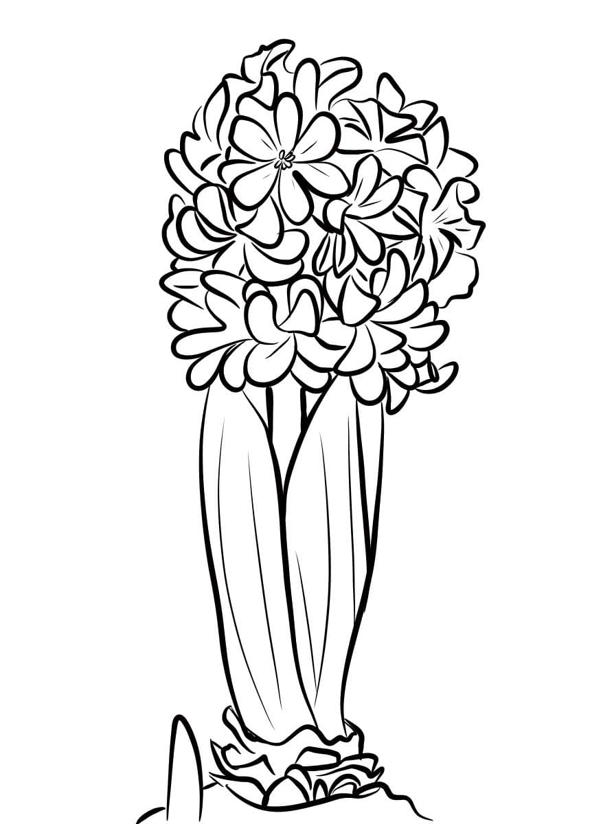 Tekenen Hyacinth 4