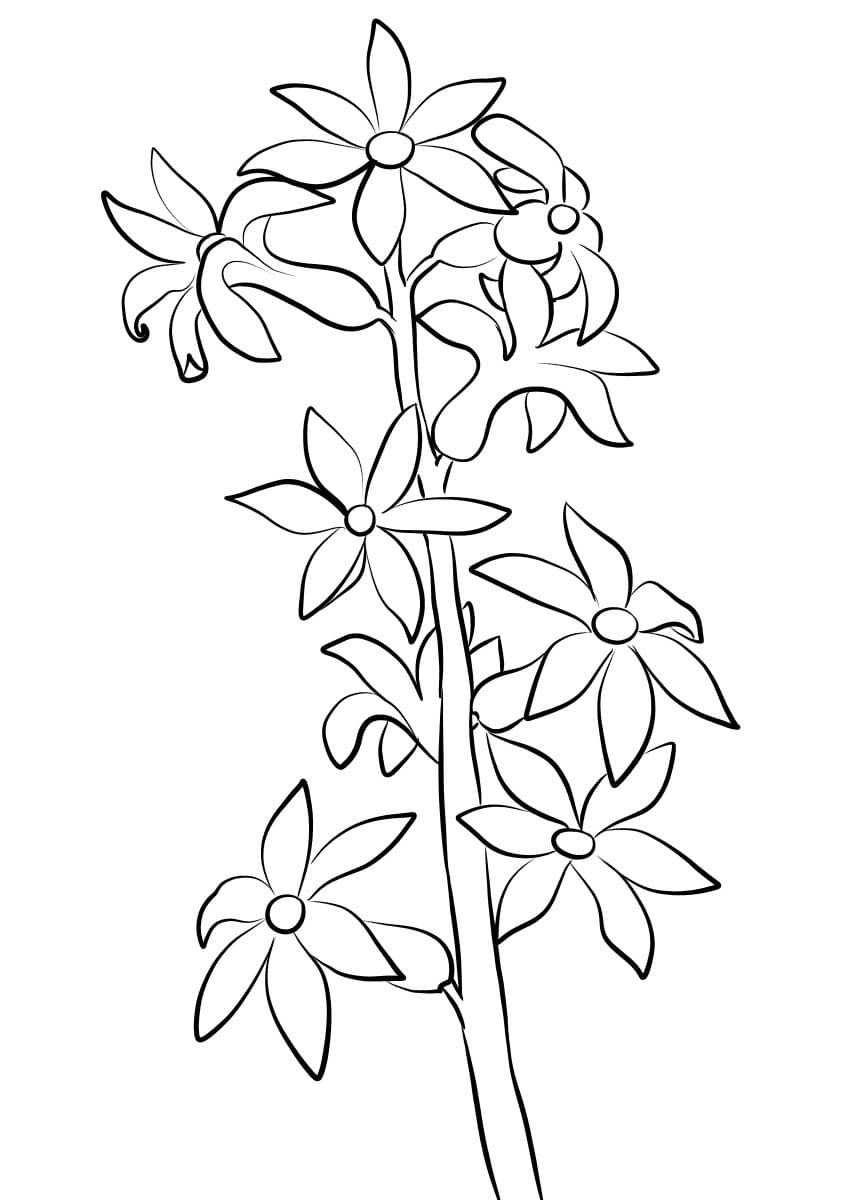 Tekenen Hyacinth 5