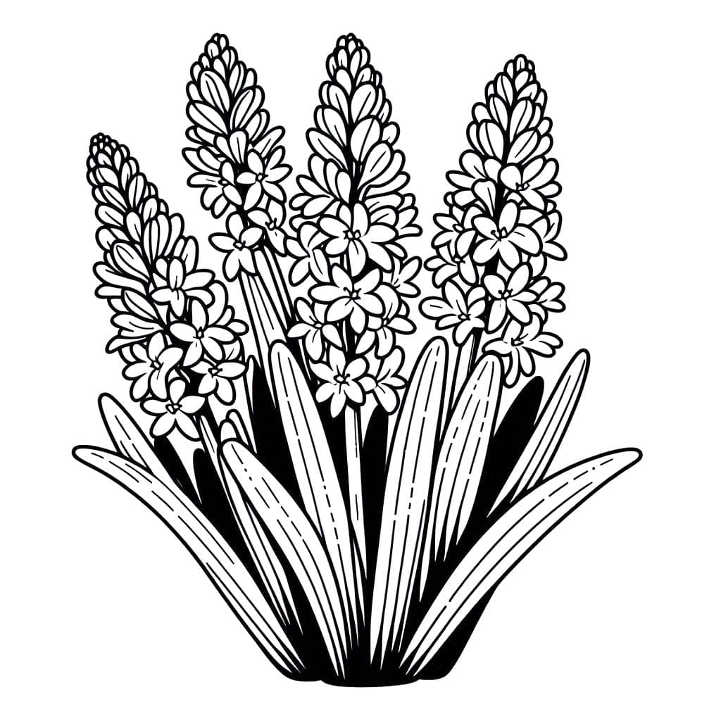 Tekenen Hyacinth 6