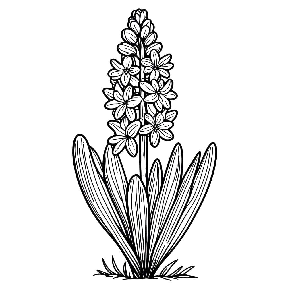 Tekenen Hyacinth afdrukbare simpel
