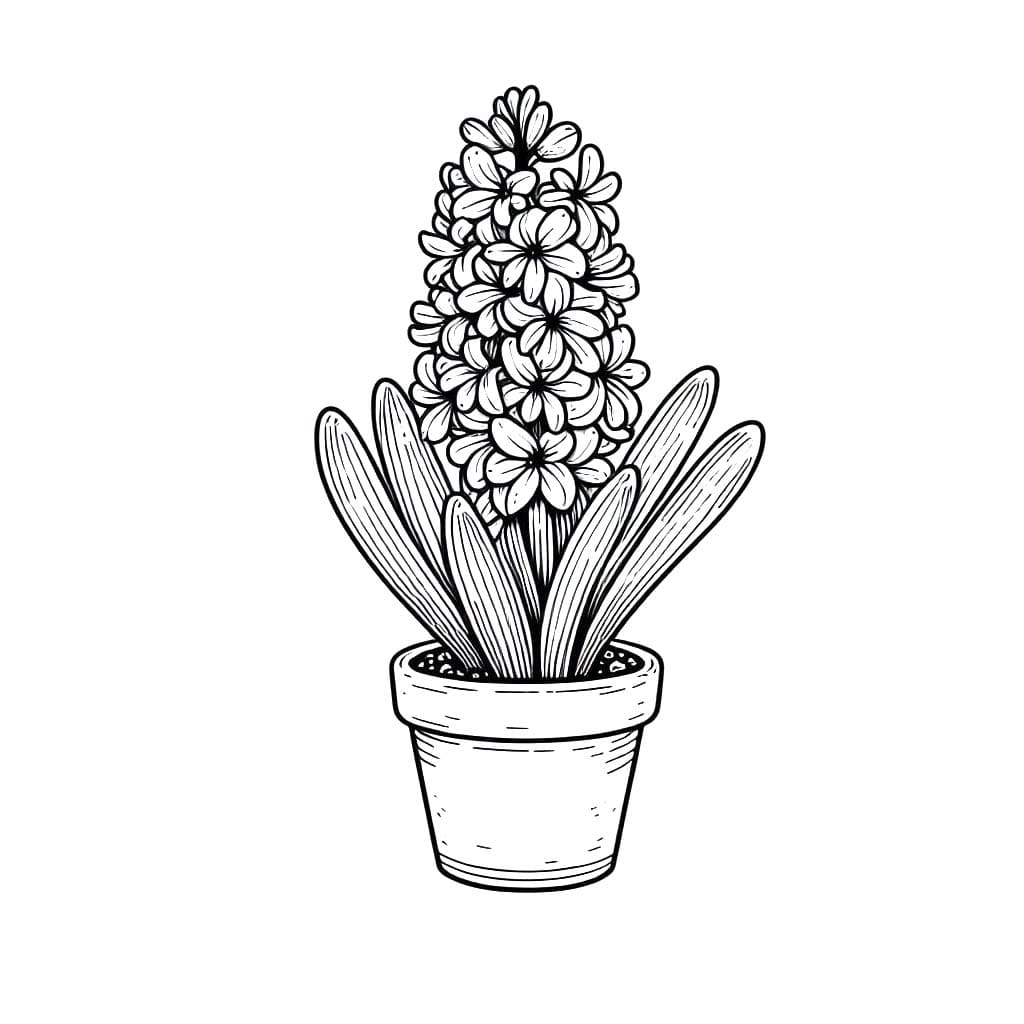 Tekenen Hyacinth Basis