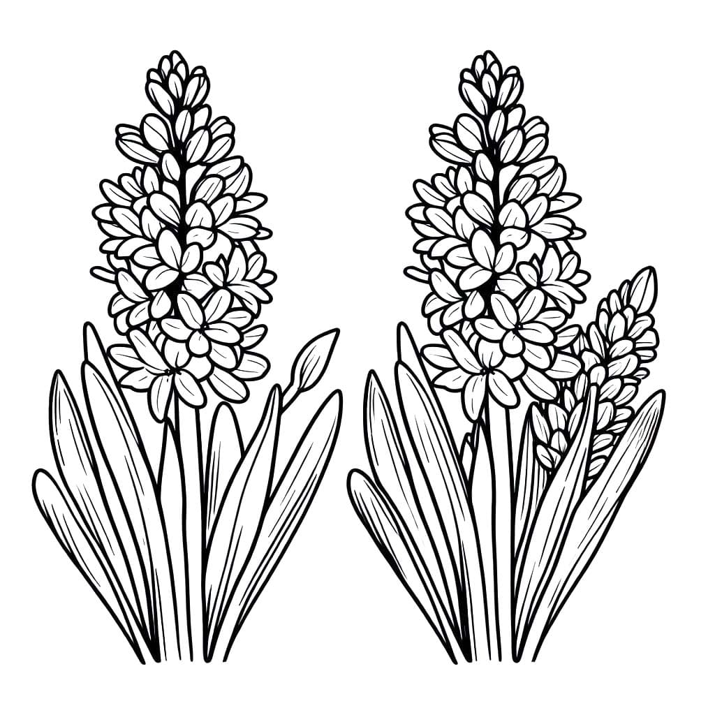 Tekenen Hyacinth eenvoudig