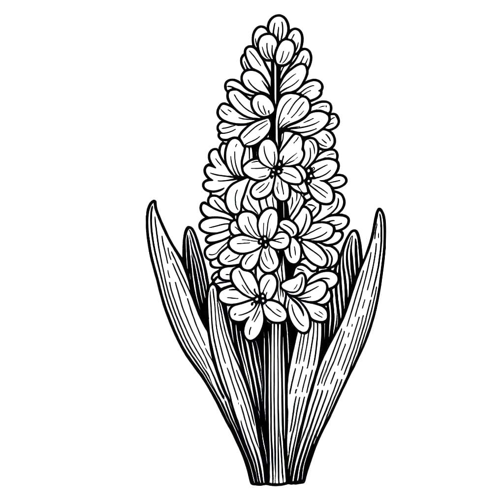 Tekenen Hyacinth gratis eenvoudig