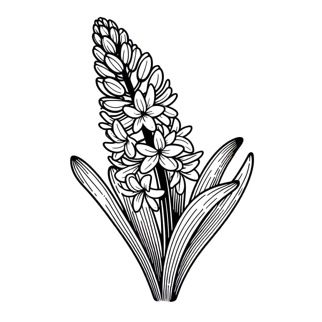 Tekenen Hyacinth gratis simpel