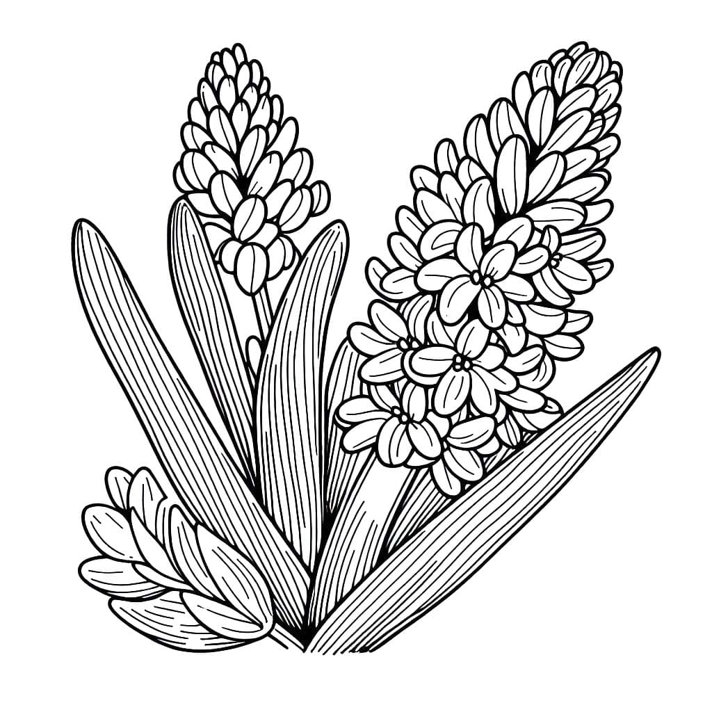 Tekenen Hyacinth gratis voor kinderen