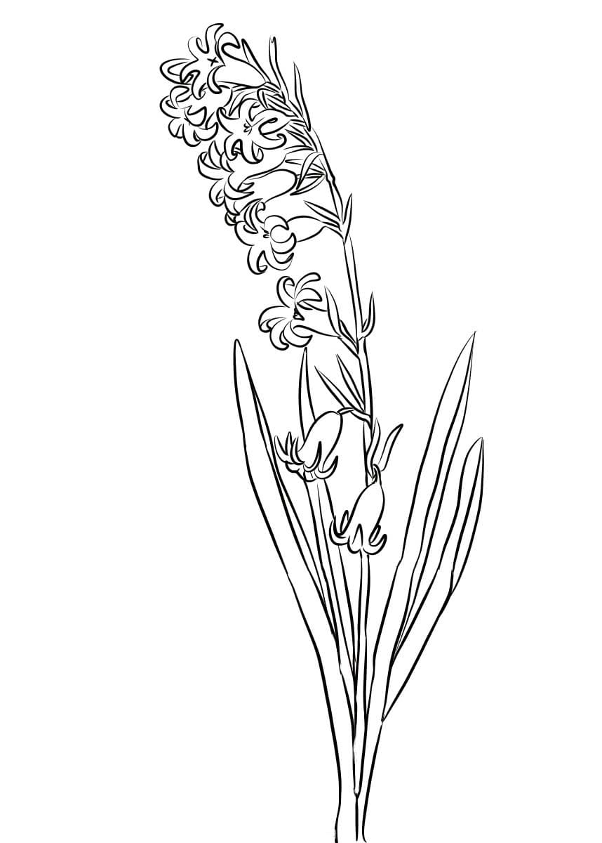 Tekenen Hyacinth schetsen