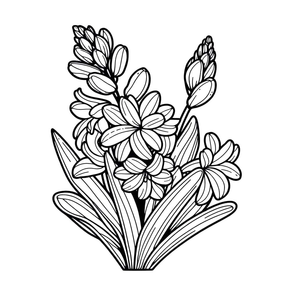 Tekenen Hyacinth simpel