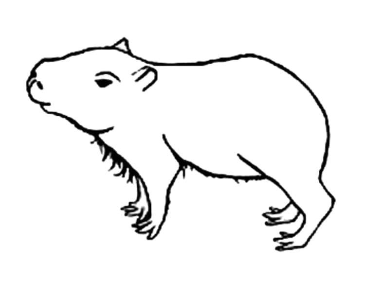 Capibara gratis eenvoudig