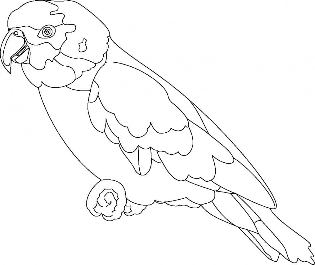 Papegaai 2