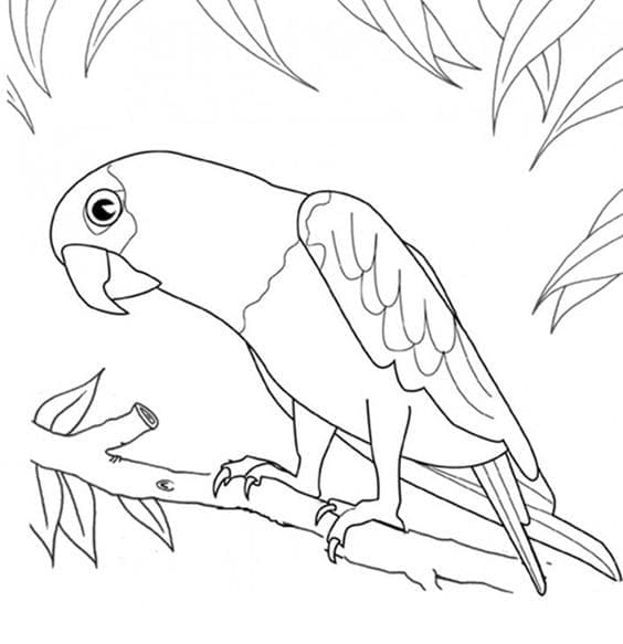 Papegaai basis