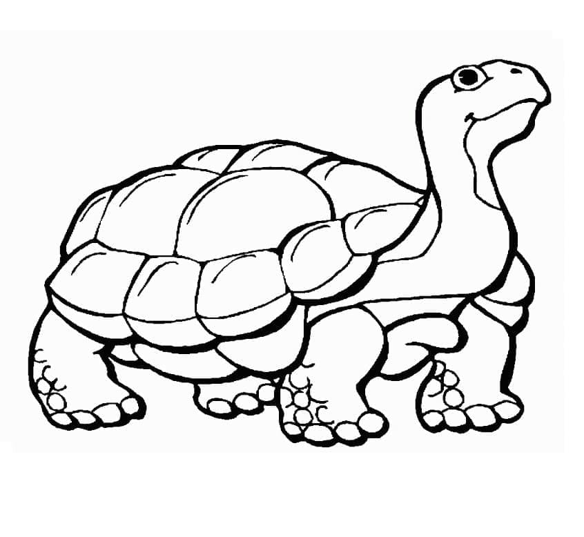 Schildpadden gratis afdrukbaar voor kinderen