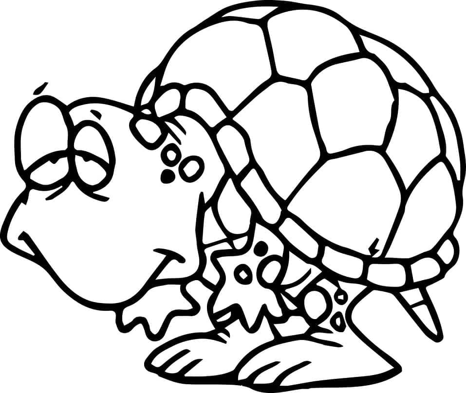 Schildpadden gratis