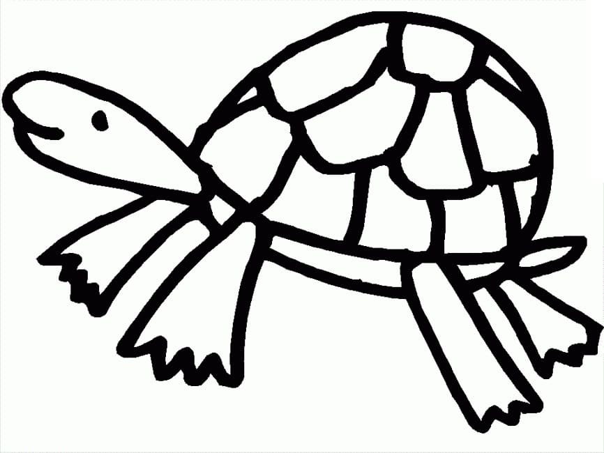 Schildpadden gratis voor kinderen