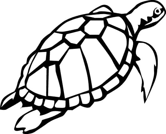 Schildpadden voor kinderen