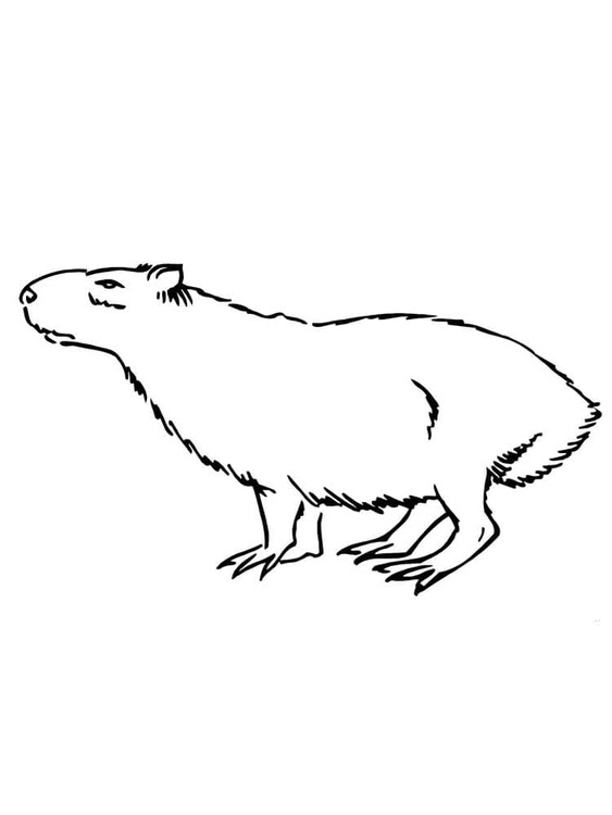 Tekenen Capibara 3