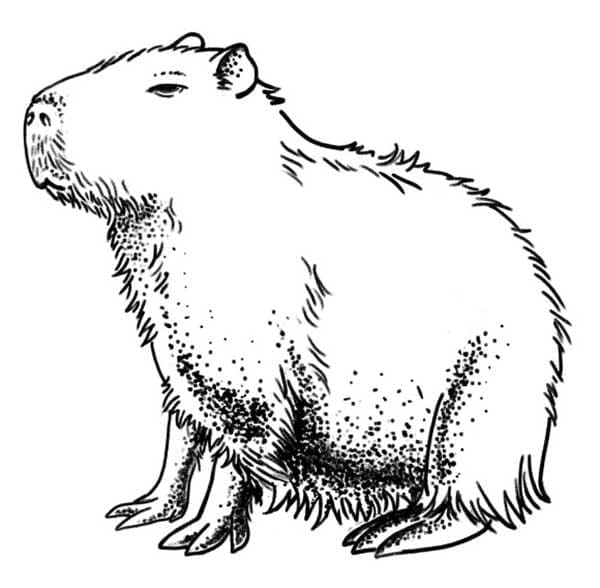 Tekenen Capibara 4