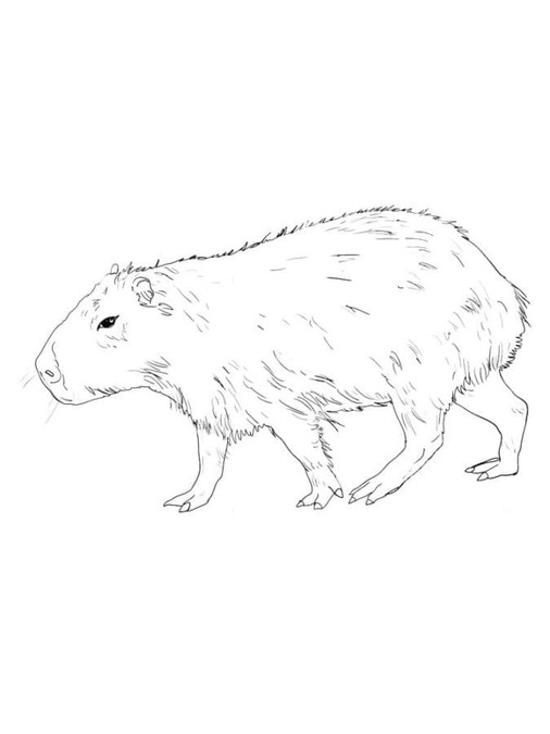 Tekenen Capibara 5