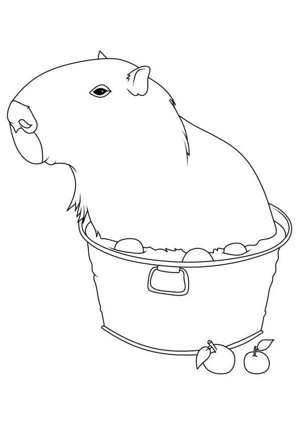 Tekenen Capibara basis