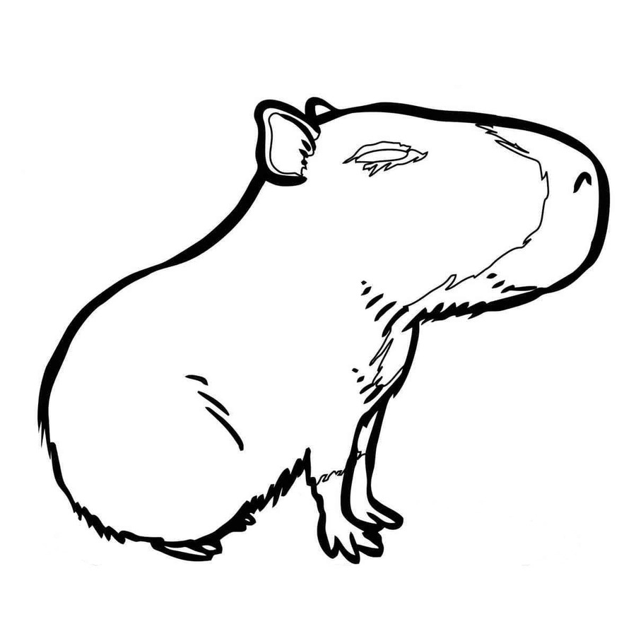 Tekenen Capibara Leuk