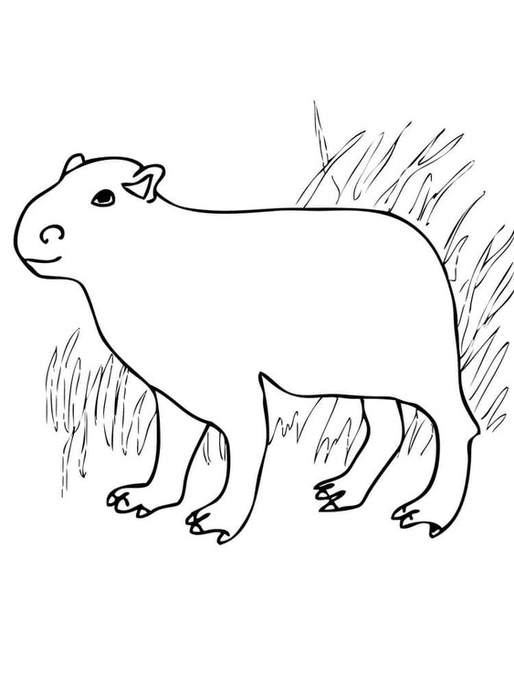 Tekenen Capibara simpel