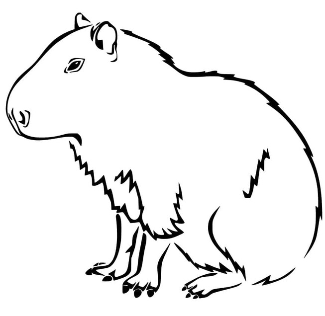 Capibara