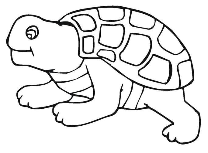 Tekenen Schildpadden grappig