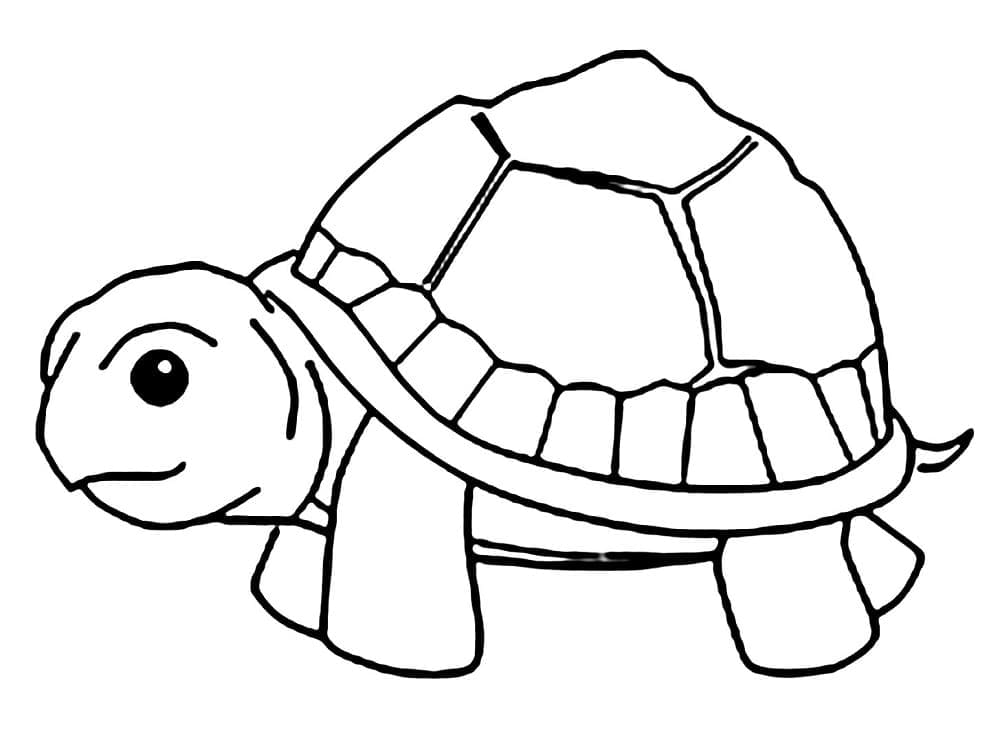 Schildpadden
