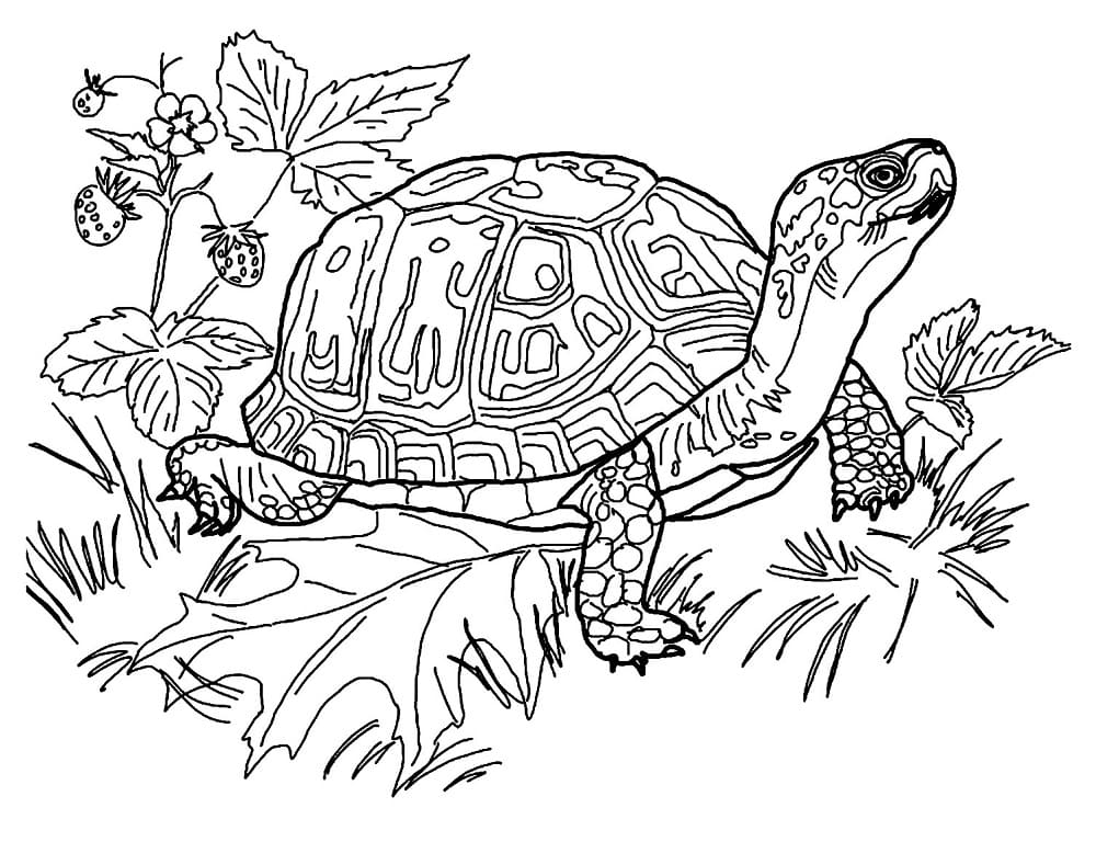 Tekenen Schildpadden oud