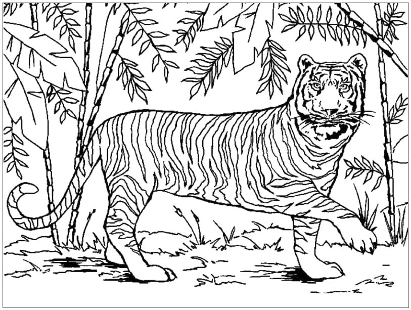 Tekenen Tijger in het bos